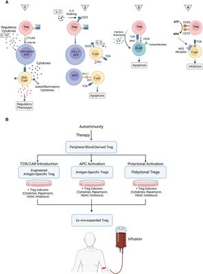 The emerging role of regulatory cell-based therapy in autoimmune disease